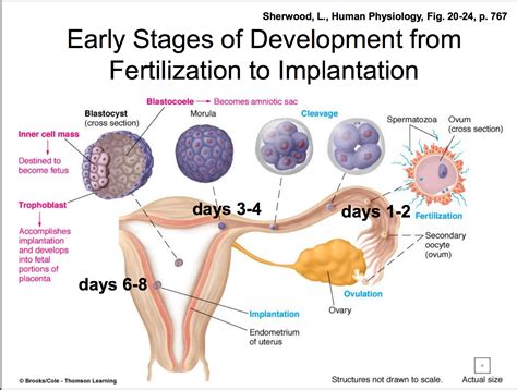 😊 conception and implantation from ovulation to implantation what