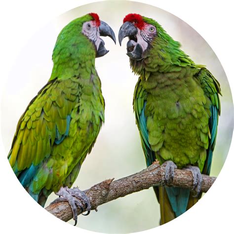 macaw parrot  pet birds