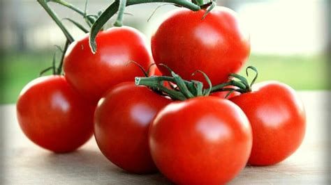 campari tomato plant care  definitive guide