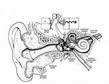 Ear Anatomi sketch template