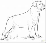 Rottweiler Coloring Pages Dog Printable Pit Drawing Print Color Puppy Getdrawings Getcolorings Colorings Supercoloring Choose Board Silhouettes sketch template