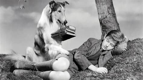 lassie come home alchetron the free social encyclopedia