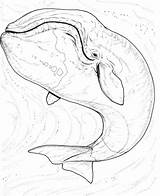 Whale Baleine Whales Humpback Bowhead Printable Marins Colouring Coloriages Boréale Mammals Boreale sketch template
