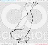 Outlined Duckling Quaking Coloring Clipart Vector Cartoon Picsburg sketch template
