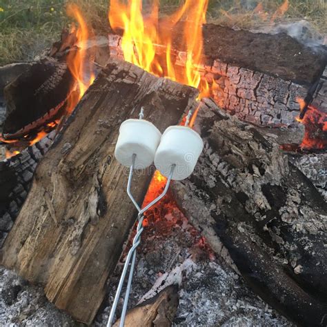 roasting marshmallows   campfire stock photo image  america
