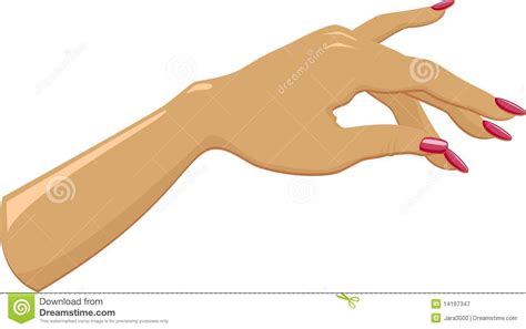 female hand  manicured stock vector illustration  palm