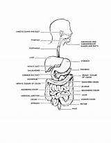 Digestive Excretory Urinary sketch template