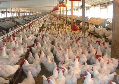 starting  poultry farm  beginners step  step guide