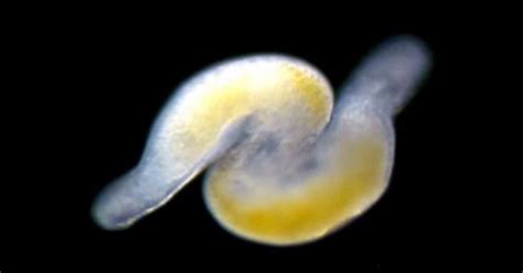 worm porn sheds light on evolution of sperm