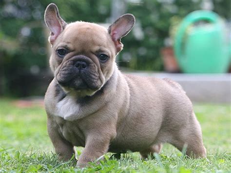 french bulldog dogs breeds molosoides pets