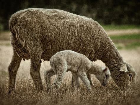 routh photography sheep  lamb