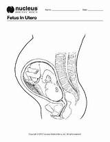 Coloring Pages Fetus Book Pregnancy Utero Colouring Development Birth Choose Board sketch template