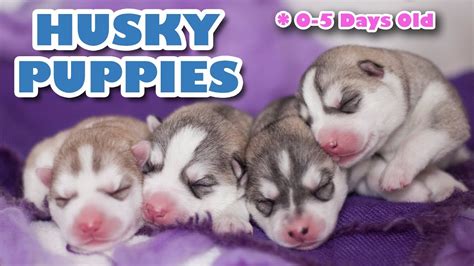 husky puppies newborn super cute youtube