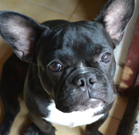 frenchie  stock photo public domain pictures