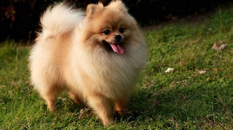 pomeranian  doggy rocks