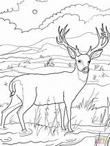 Deer Coloring Mule Blacktail Pages Color Super sketch template