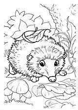 Hedgehog Hedgehogs Buylapbook Hedge sketch template