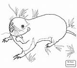 Gopher Drawing Coloring Pages Getdrawings sketch template