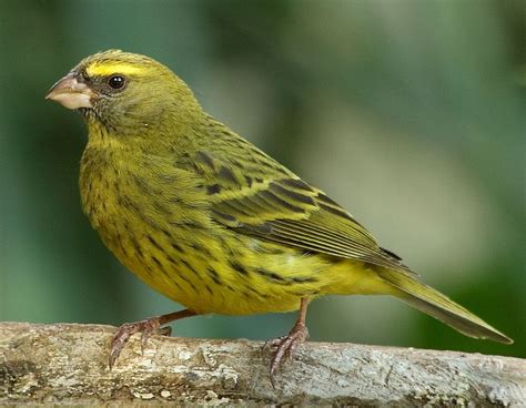 forest canary wikipedia