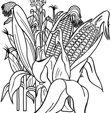 pin  illustration designer  corn coloring pages vegetables corn
