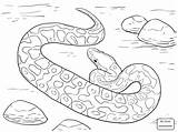 Coloring Pages Python Ball Printable Snake Drawing Realistic Rattlesnake Diamondback Western Color Snakes Print Getcolorings Getdrawings Drawings Colorings Kids Designlooter sketch template