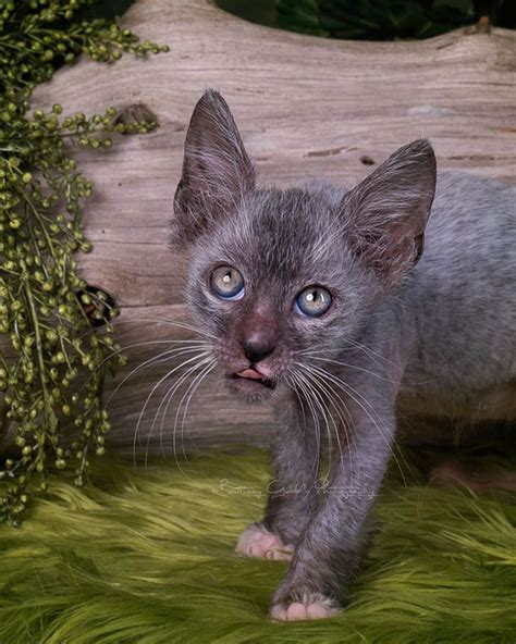 Meet The Lykoi An Odd New Breed Of Werewolf Cats