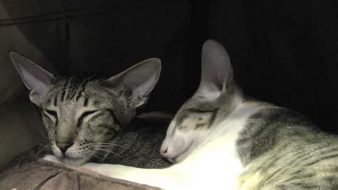 Oriental Kitten Give Kitty Cat Massage So Sweet Youtube