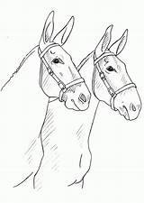 Mule Coloring Drawing Pages Horse Mules Head Arabian Clipart Kids Sketch Para Quarter Drawings Color Small Horses Desenho Getdrawings Colorir sketch template