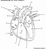 Coloring Pages Anatomy Physiology Heart Library Clipart Anatomical Popular sketch template