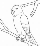 Ara Ausmalbilder Macaw Ausmalbild sketch template