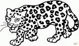 Leopardo Colorare Pintar Coloriage Disegno Panthere Leopardos Jaguar Leone Greatestcoloringbook Amur Amenazando Presa Leopards Leopardi Intérieur Disegnare Bestcoloringpagesforkids Imagui sketch template