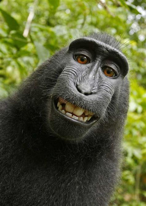 tar sjaelvportraett monkey  monkey  feber foto