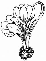 Coloring Pages Crocus Flowers Flower Spring Print Printable Sheets Kids Realistic Colouring Template Adult Color Book Visit Prairie Advertisement Tulip sketch template