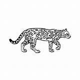 Ocelot Jaguar Coloriage Animaux Coloriages Coloringhome Template sketch template