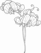 Pea Sweet Coloring Pages Flowers Flower Drawing Supercoloring Draw Printable Drawings Tattoo Sketches Sheets Colouring Floral Categories Size Clipart Choose sketch template