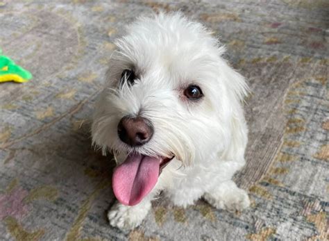 dogs  adoption   adopt  dog pet classifieds