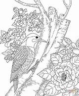 Alabama Bird State Coloring Pages Camellia Yellowhammer Flower Silhouettes sketch template