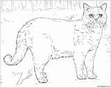 Shorthair British Coloring Pages Cat Online Color Coloringpagesonly sketch template