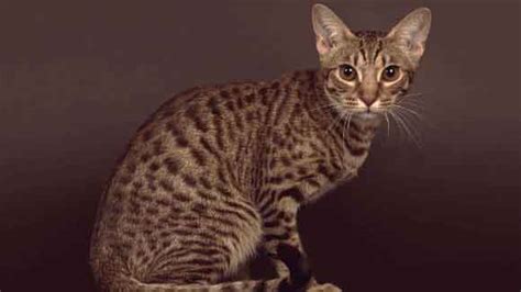 exotic cat breeds  choose  petcarerx