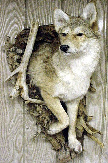 coyote  cave bjpg  coyote mounts taxidermy  sale