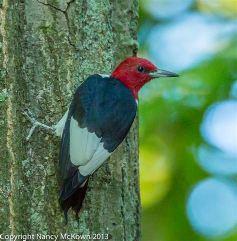 photographing  elusive red headed woodpecker
