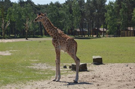 girafje geboren  safaripark beekse bergen  hilvarenbeek foto bdnl