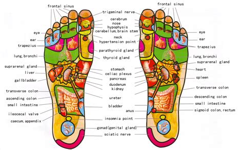 reflexology chart 2 reflexology chart reflexology foot