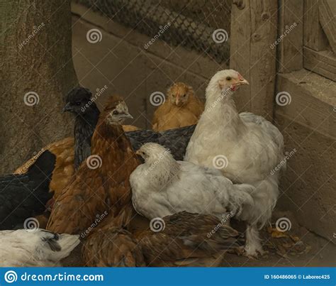 color hen  long feathers  small legs stock image
