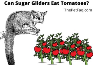 sugar gliders eat tomatoes      thepetfaq