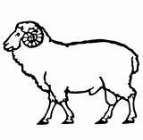 Sheep Coloring Ram Outline Pages Printable Lamb Simple Drawing Face Sheet Supercoloring Getdrawings Color Carnero Template Version Click Categories Sketch sketch template