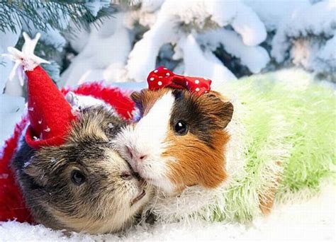animals  ready  christmas  pics izismilecom