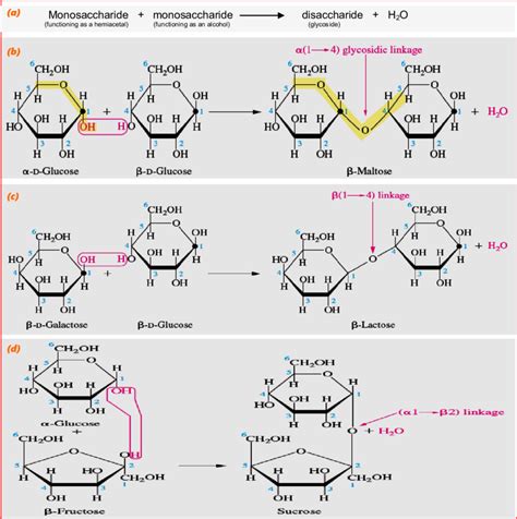 disaccharide formation  formula  disaccharide  maltose   scientific diagram