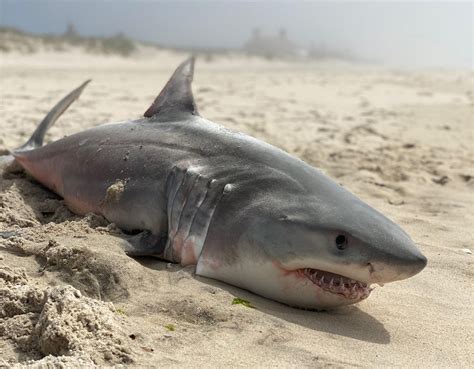 dead baby shark   southampton dans papers