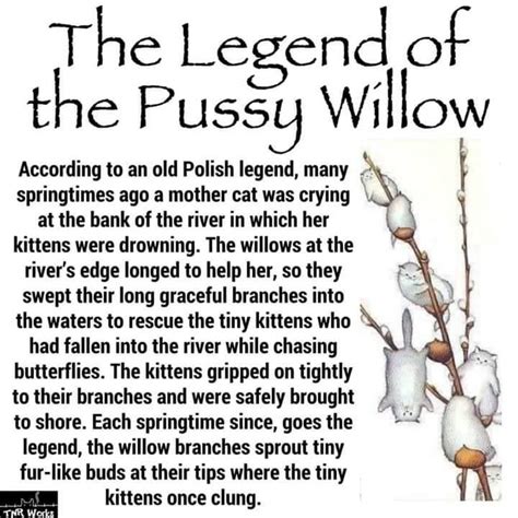 The Legend Of The Pussy Willow According To An Old Polish Legend Many